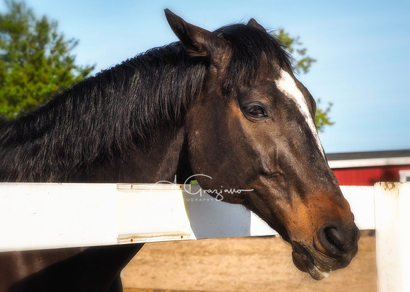Baiting Hollow Horse Rescue