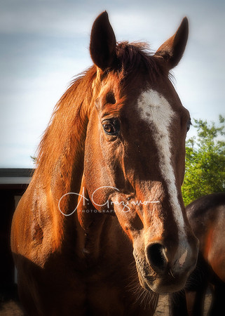 Baiting Hollow Horse Rescue