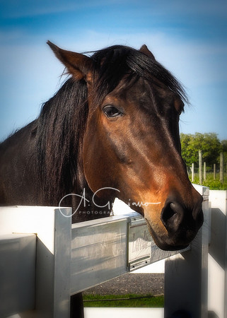 Baiting Hollow Horse Rescue