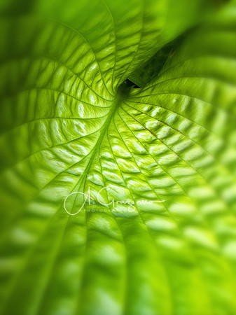 Leafscape - Berkshire Botanical Garden