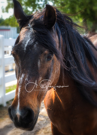 Baiting Hollow Horse Rescue