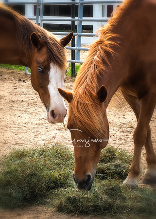 Skye & Charlotte