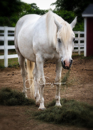 Baiting Hollow Horse Rescue