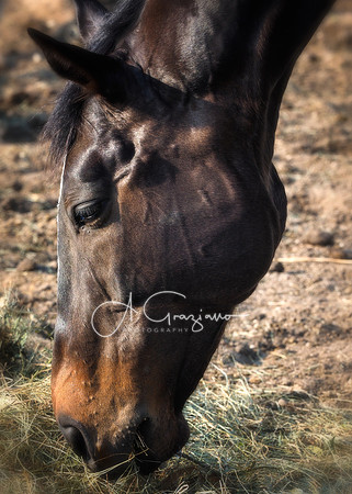 Baiting Hollow Horse Rescue