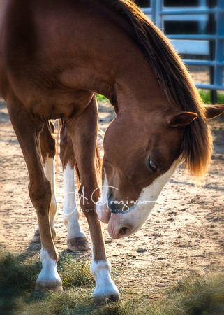 Baiting Hollow Horse Rescue