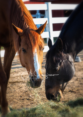 Baiting Hollow Horse Rescue