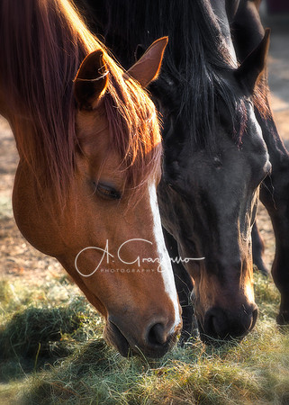 Scarlett & Romeo