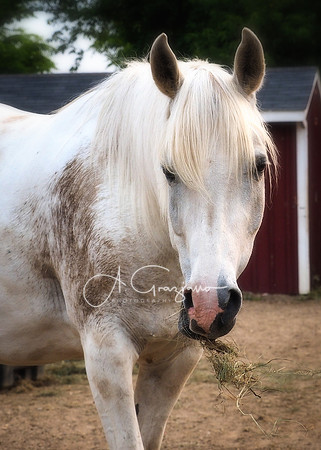 Baiting Hollow Horse Rescue