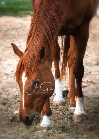 Baiting Hollow Horse Rescue