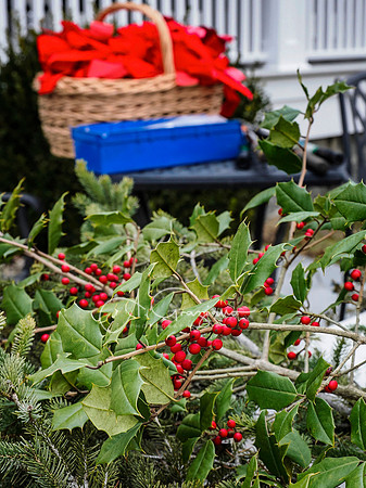 Mashomack Holiday Open House 2025