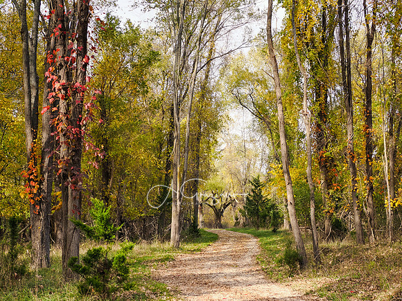 Broad Cove Preserve