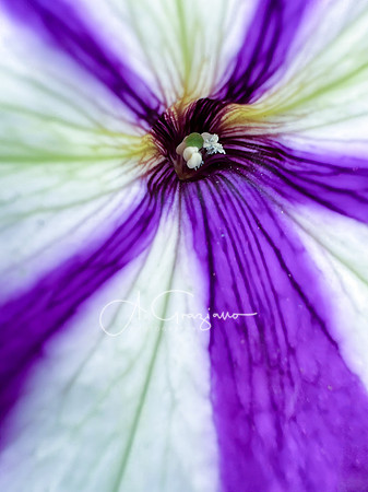 --IMG_7191-Edit