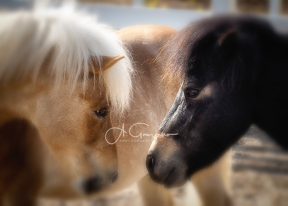 Chance & Cooper