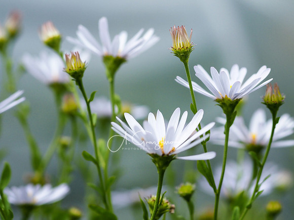 Peconic River Herb Farm