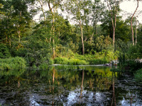 Verdancy - Carmans River at Lower Lake, Yaphank