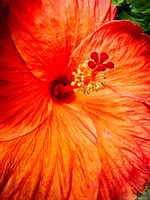 Eternal Spring - Colombia 2026