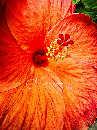 Eternal Spring - Colombia 2026