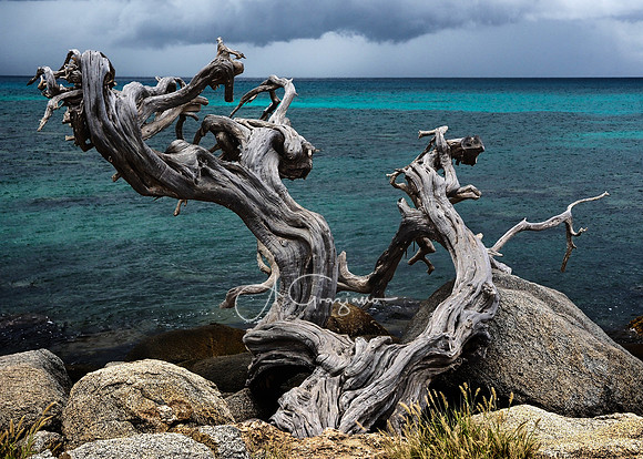 One Happy Island