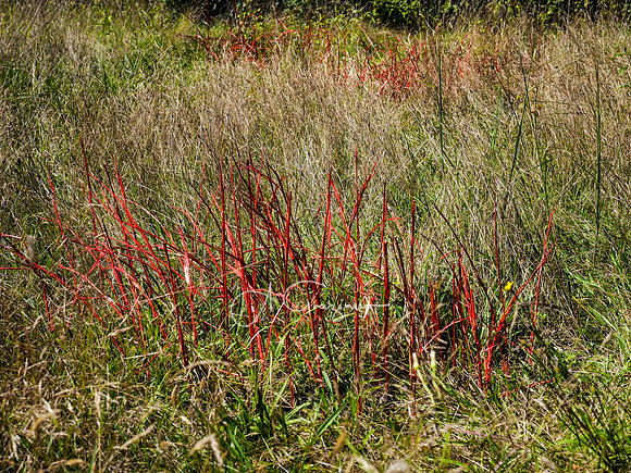 CEED Art on the Trail 2024
