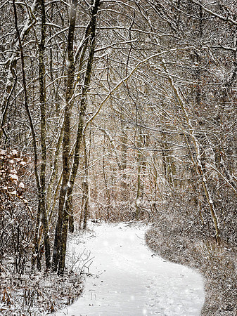 The Way Home