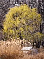 Refuge - William Floyd Estate