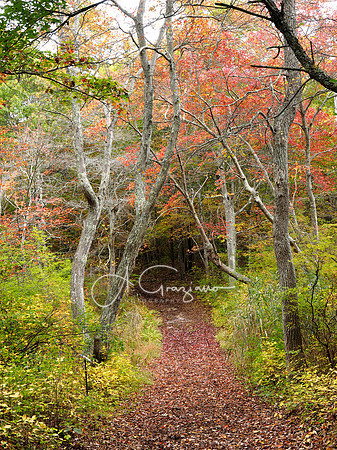 Wertheim Wildlife Refuge