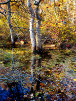 Wertheim Wildlife Refuge