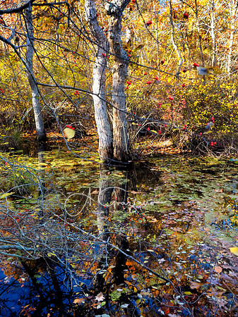 Wertheim Wildlife Refuge