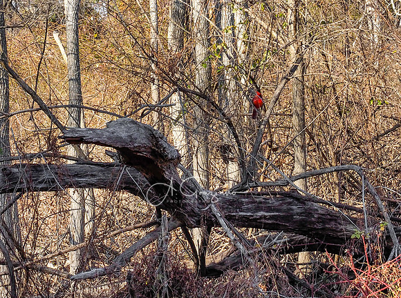 Elizabeth A. Morton Wildlife Refuge