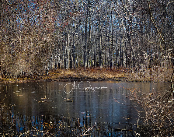 Elizabeth A. Morton Wildlife Refuge