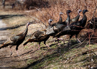Elizabeth A. Morton Wildlife Refuge