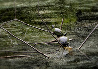 Elizabeth A. Morton Wildlife Refuge
