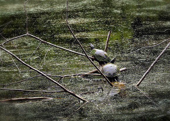 Elizabeth A. Morton Wildlife Refuge