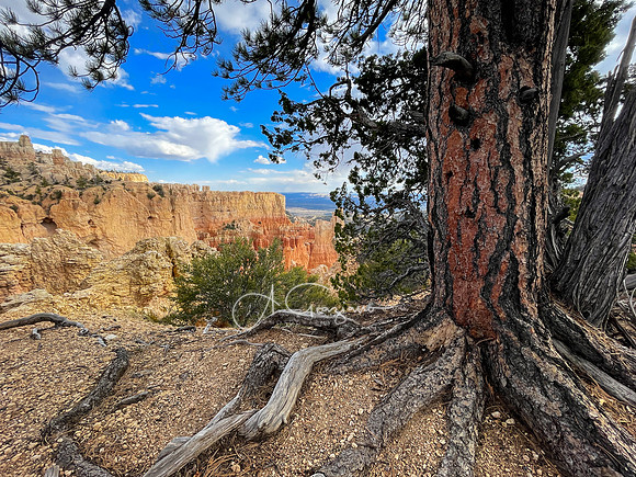 Bryce Canyon NP