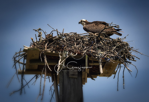 Stony Brook Harbor - Osprey