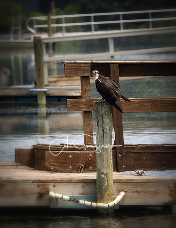 Stony Brook Harbor
