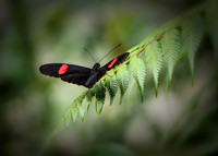 Arvi National Park, Colombia