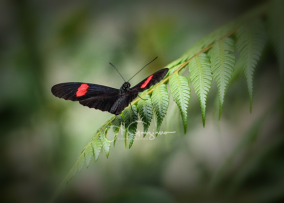 Arvi National Park, Colombia