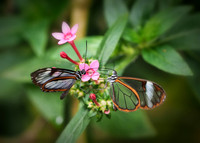 Arvi National Park, Colombia