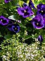 Peconic River Herb Farm