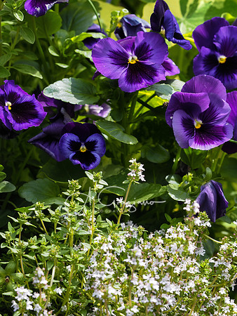 Peconic River Herb Farm