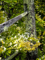 Peconic River Herb Farm
