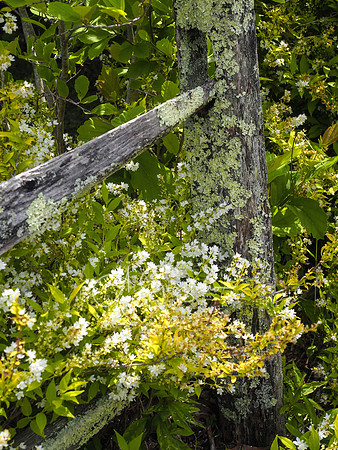 Peconic River Herb Farm