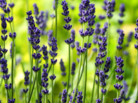 Peconic River Herb Farm