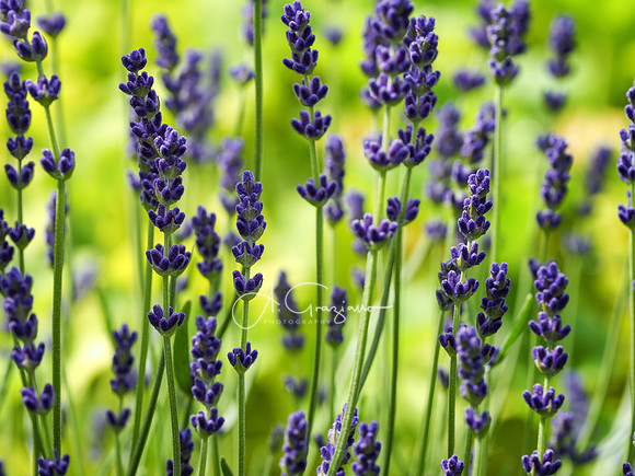 Peconic River Herb Farm