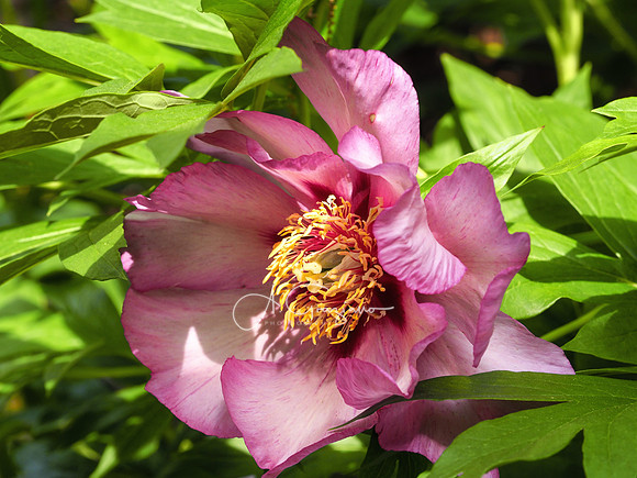 Peconic River Herb Farm