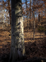 William Cullen Bryant Preserve