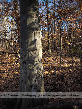 William Cullen Bryant Preserve
