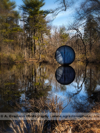 William Cullen Bryant Preserve - Wood Duck