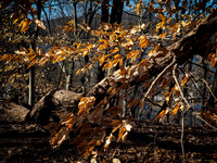 William Cullen Bryant Preserve